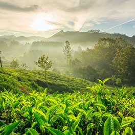 Munnar